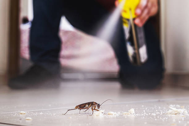 Best Local Pest Control Services  in Fort Stockton, TX